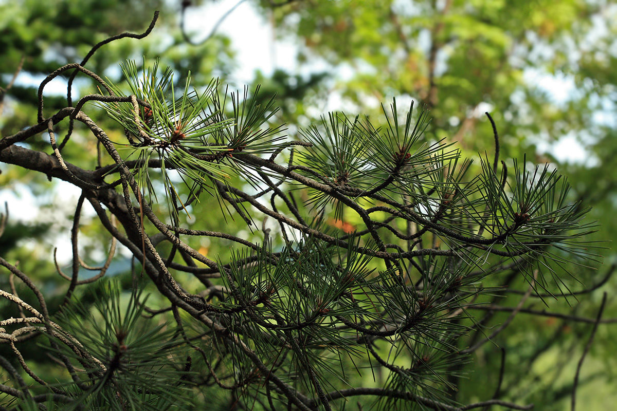 Image of Pinus thunbergii specimen.