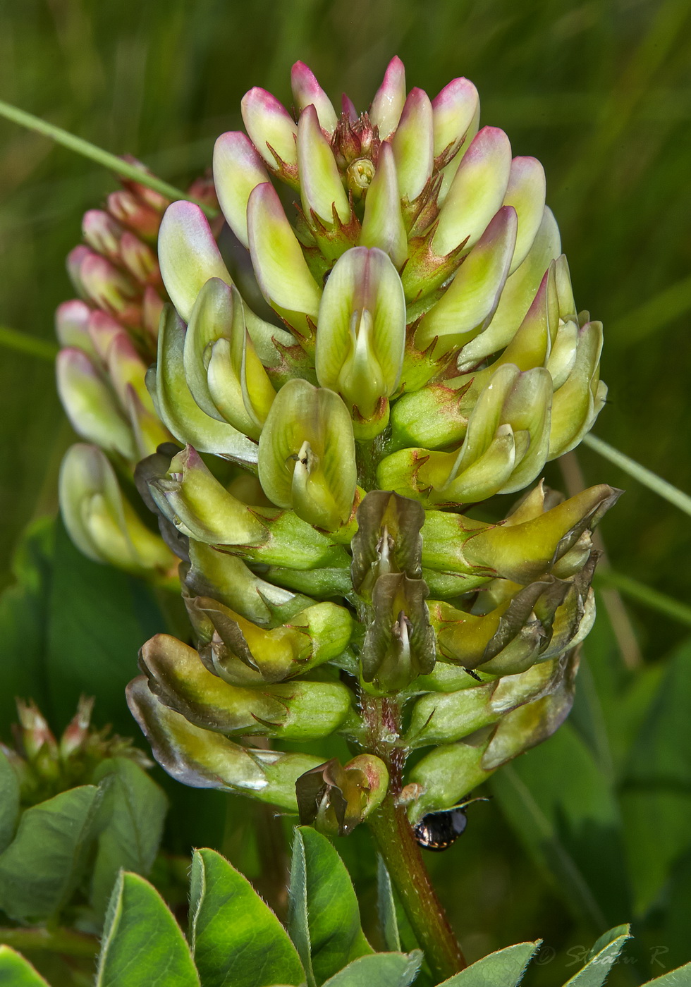 Image of Astragalus glycyphyllos specimen.