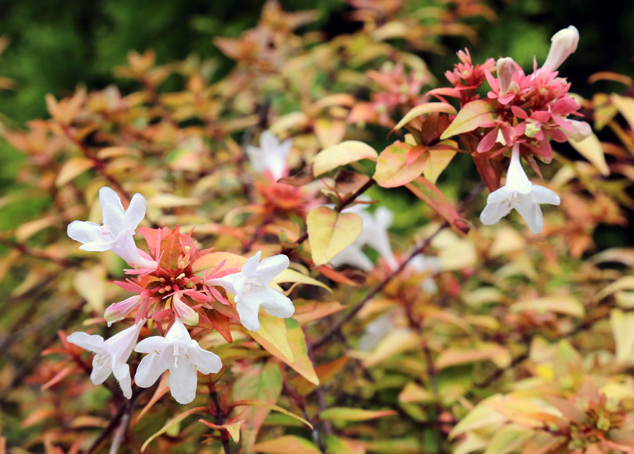 Image of Abelia &times; grandiflora specimen.