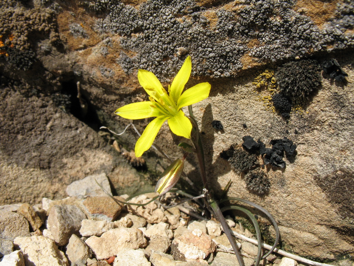 Image of Gagea olgae specimen.