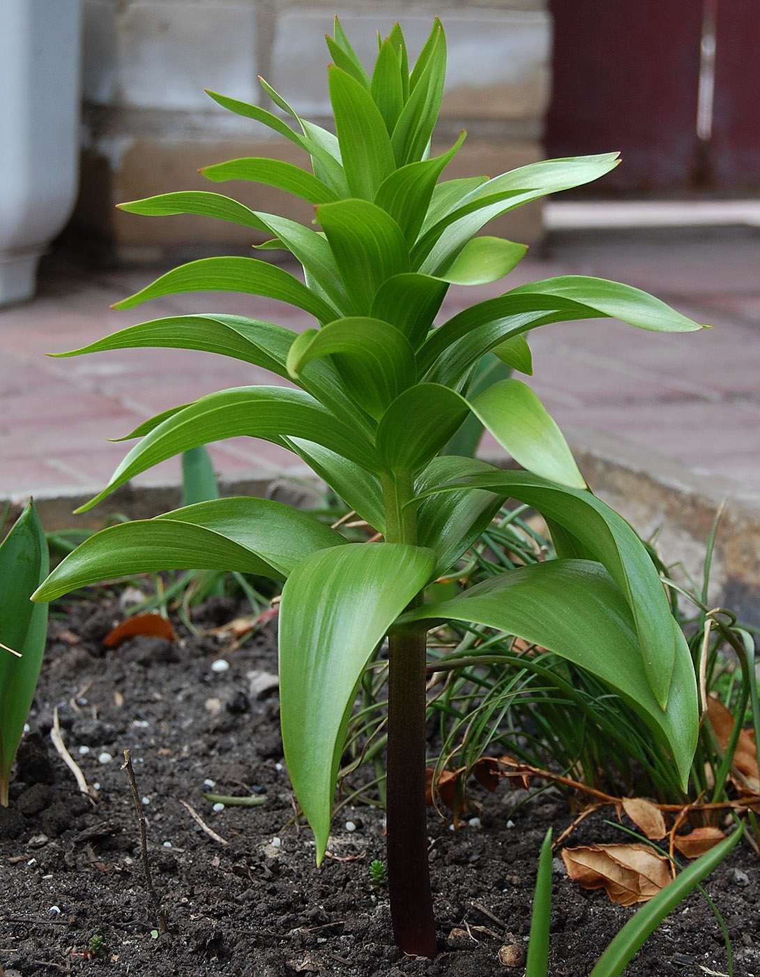 Изображение особи Fritillaria imperialis.