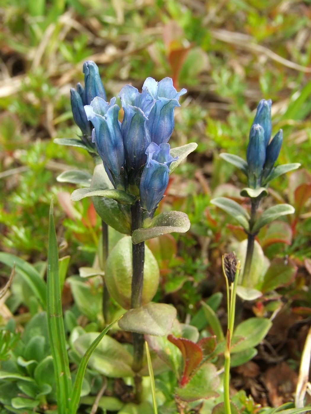 Image of Gentiana glauca specimen.