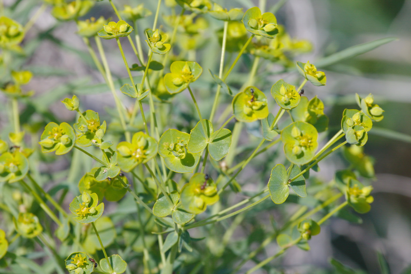 Image of genus Euphorbia specimen.