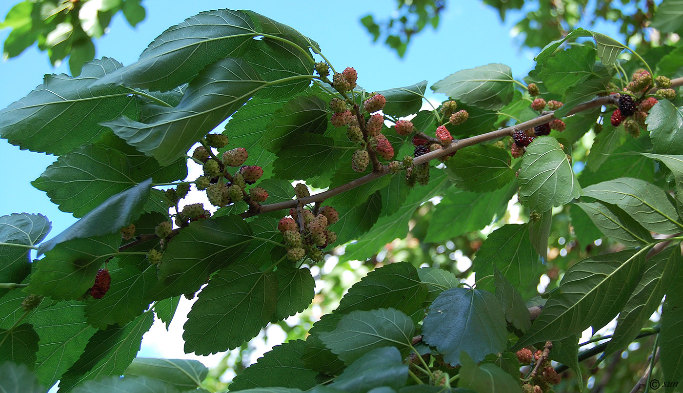 Изображение особи Morus alba.