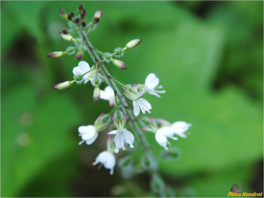 Image of Circaea lutetiana specimen.