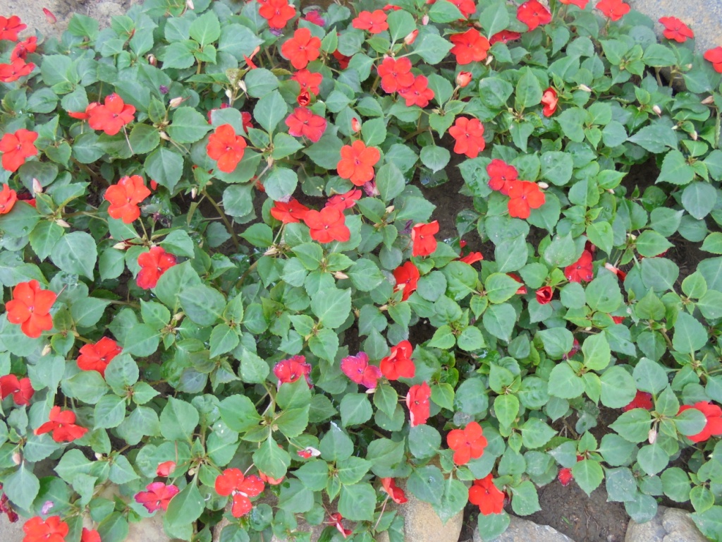 Image of Impatiens walleriana specimen.