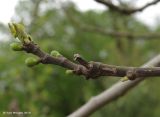 Ficus carica