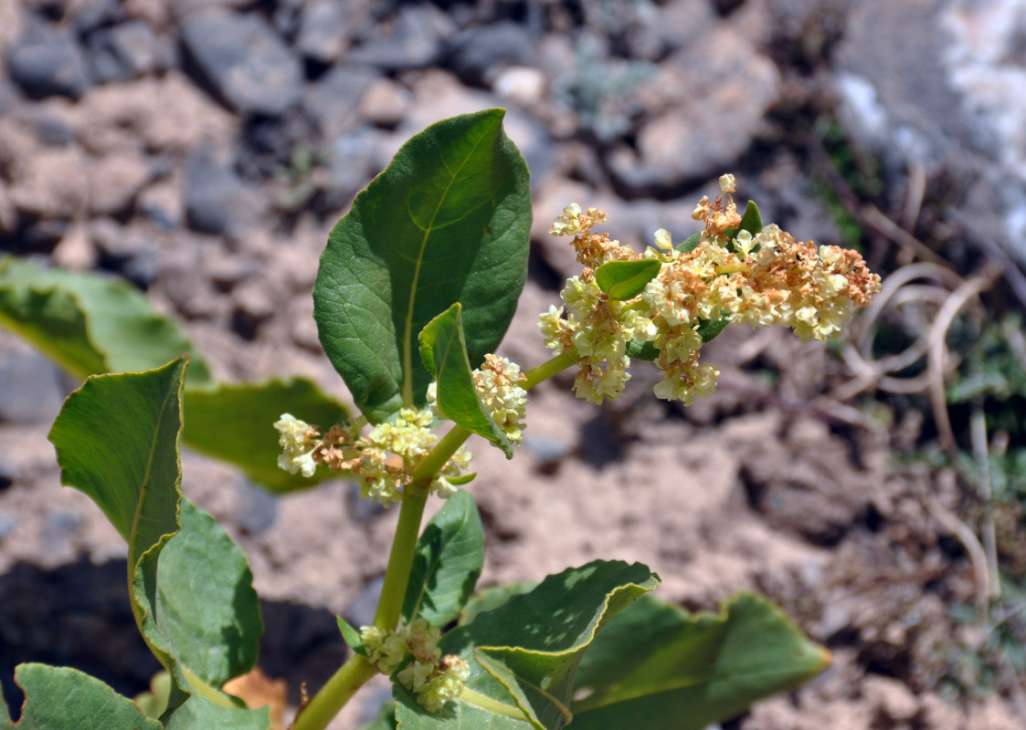 Изображение особи Aconogonon hissaricum.