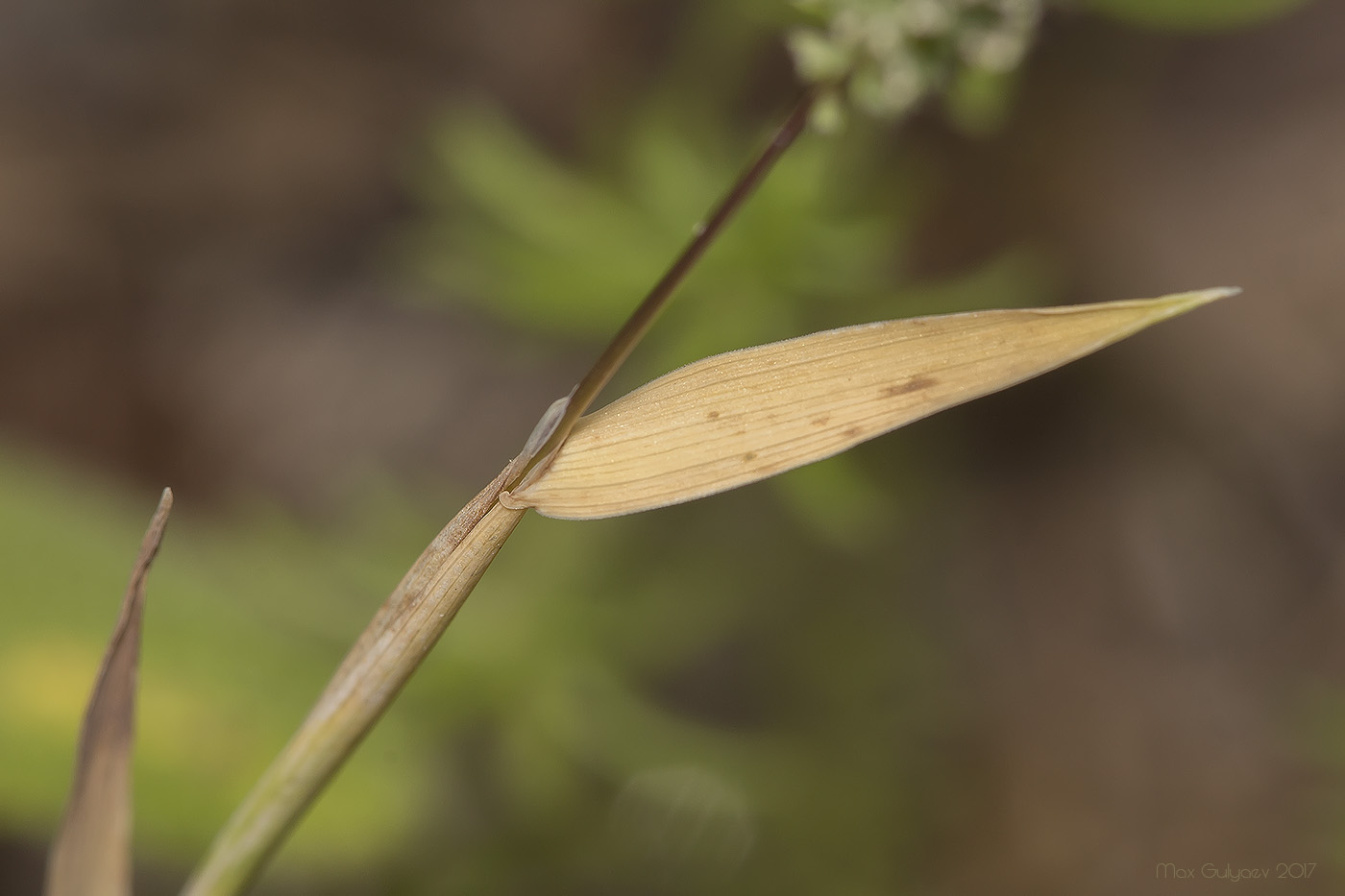 Изображение особи Phleum paniculatum.