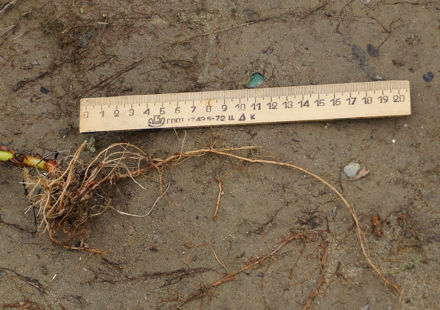 Image of Persicaria lapathifolia specimen.