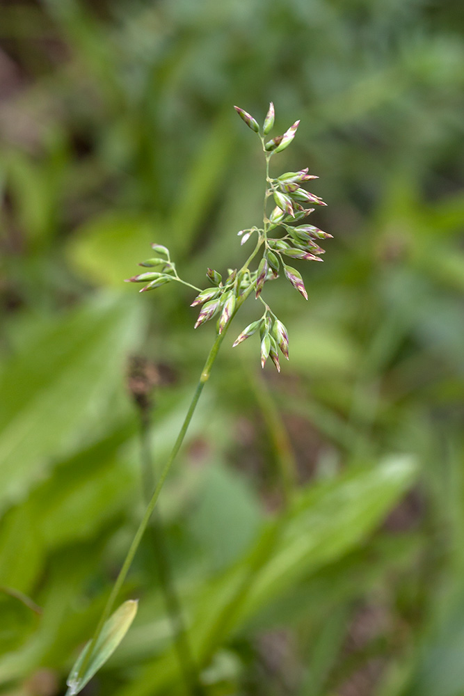 Image of Poa alpigena specimen.