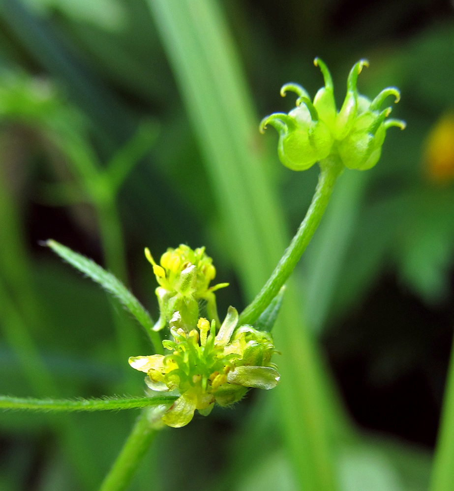 Изображение особи Ranunculus uncinatus.