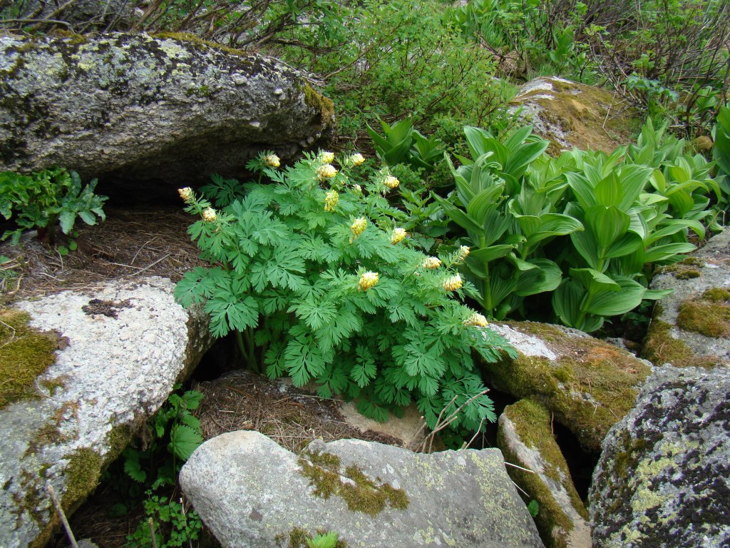 Изображение особи Corydalis nobilis.