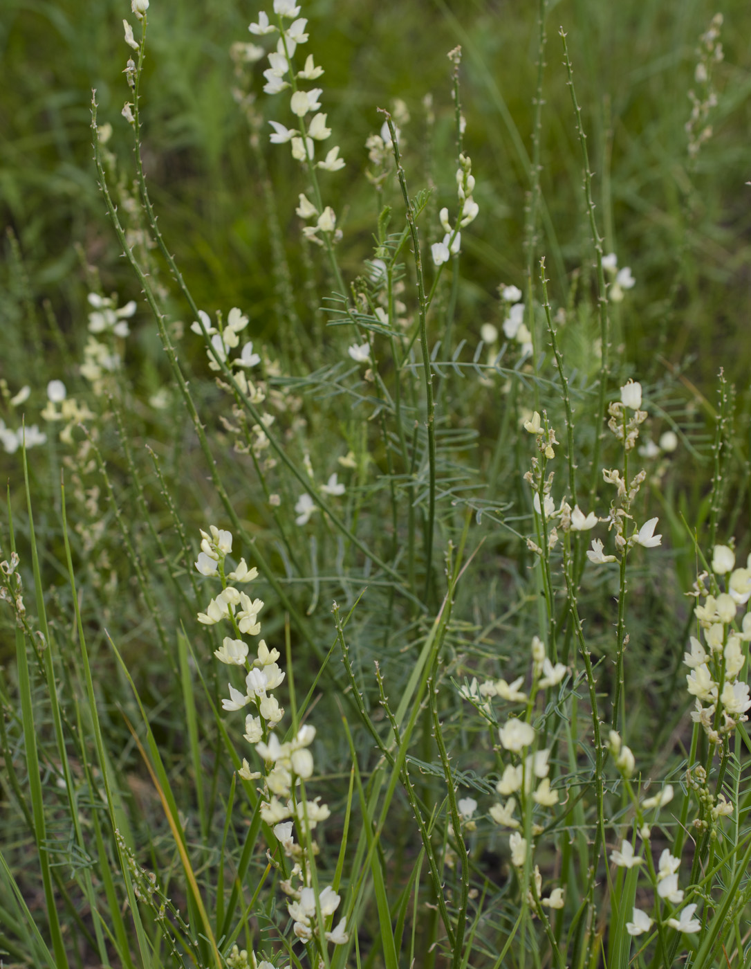 Изображение особи Astragalus katunicus.