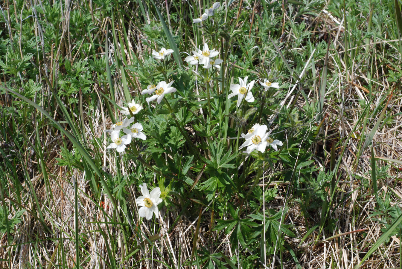 Image of Anemonastrum sibiricum specimen.