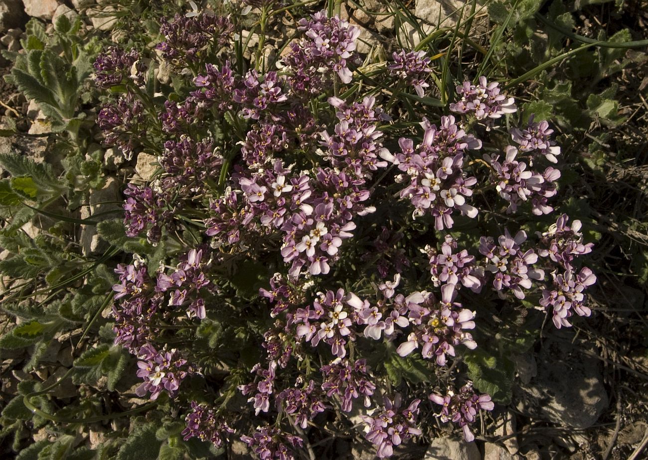 Image of Iberis saxatilis specimen.