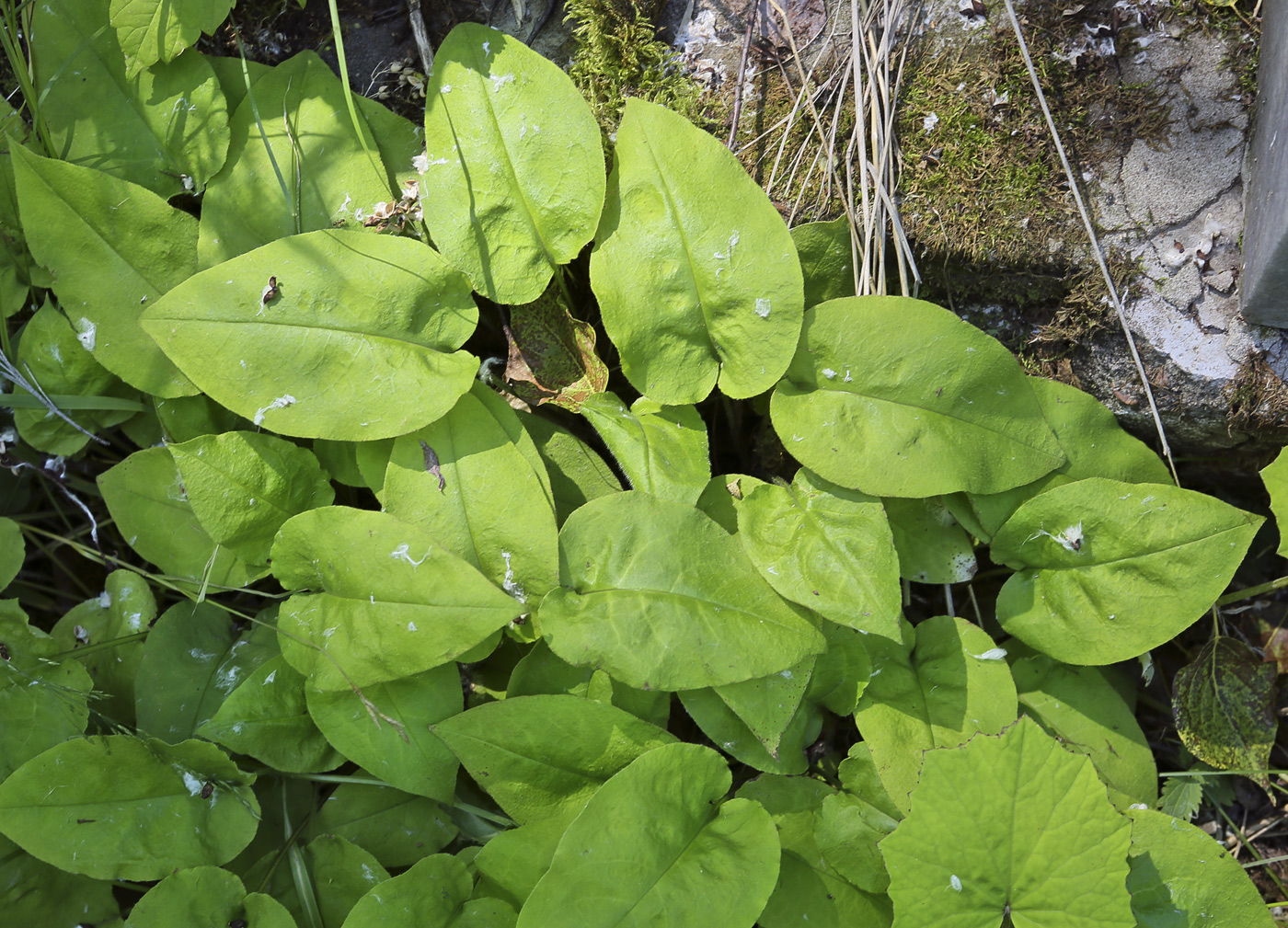 Изображение особи Pulmonaria obscura.