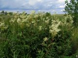 Filipendula ulmaria. Цветущие растения. Беларусь, Гродненская обл., Новогрудский р-н, берег р. Чемеровка. 22.07.2014.