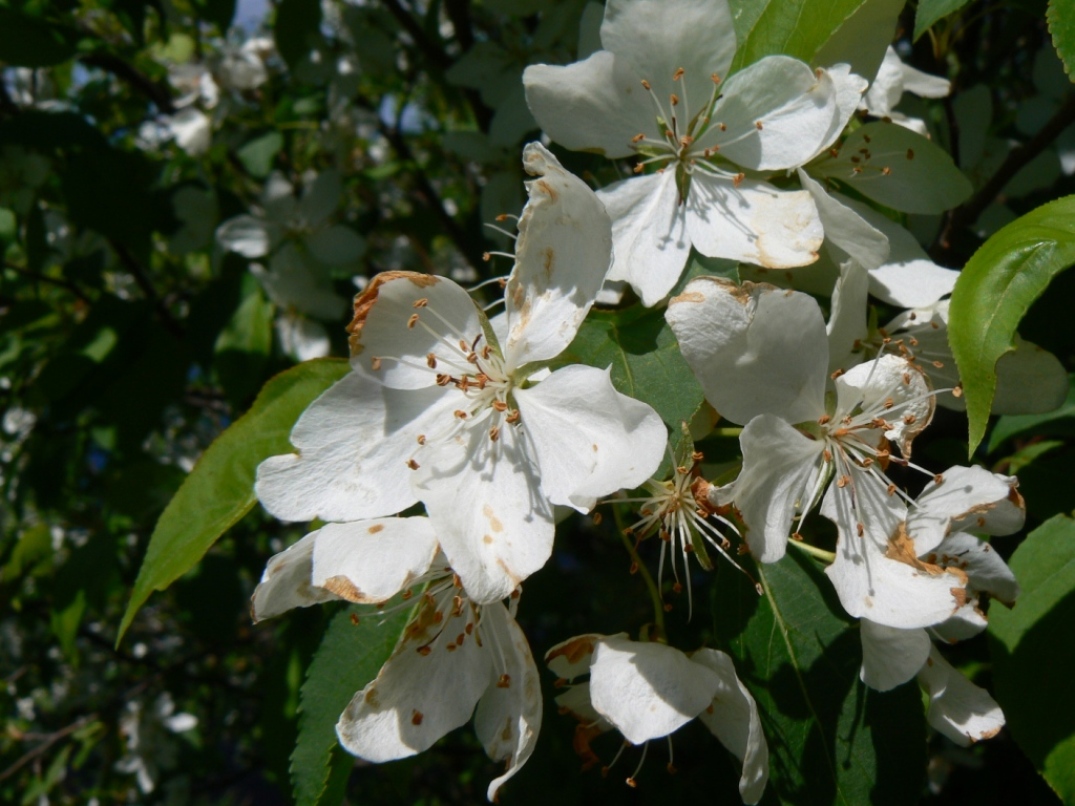 Image of Malus mandshurica specimen.