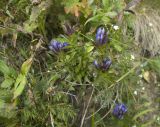 Gentiana septemfida