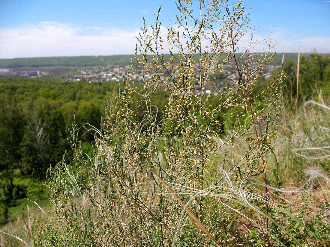 Image of Asparagus officinalis specimen.