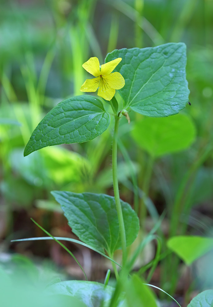 Image of Viola muehldorfii specimen.