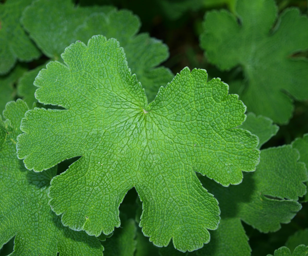 Изображение особи Geranium renardii.