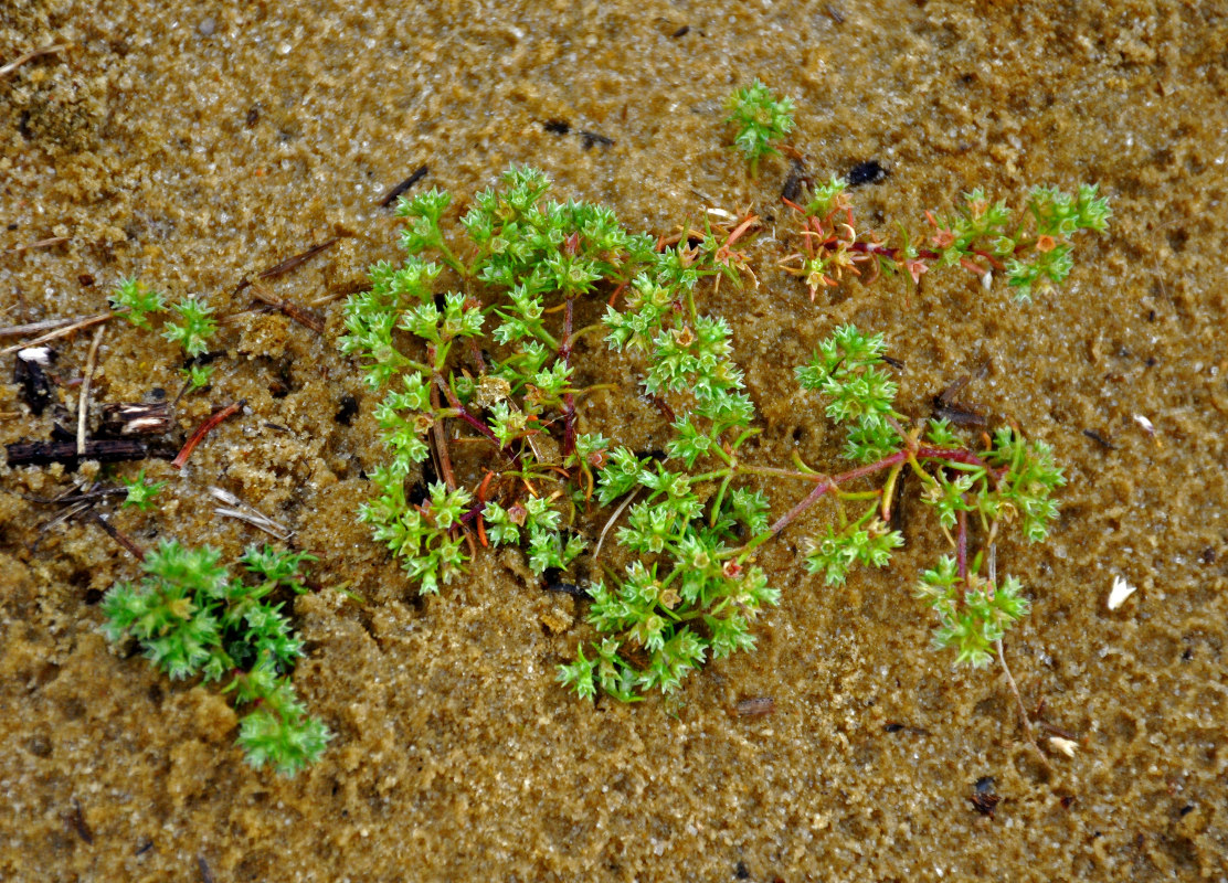 Image of Scleranthus annuus specimen.