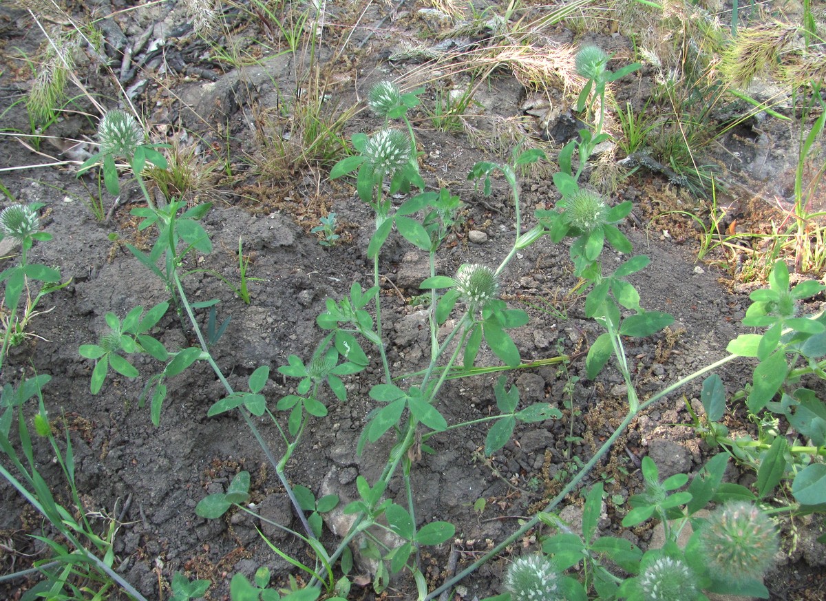 Image of Trifolium diffusum specimen.