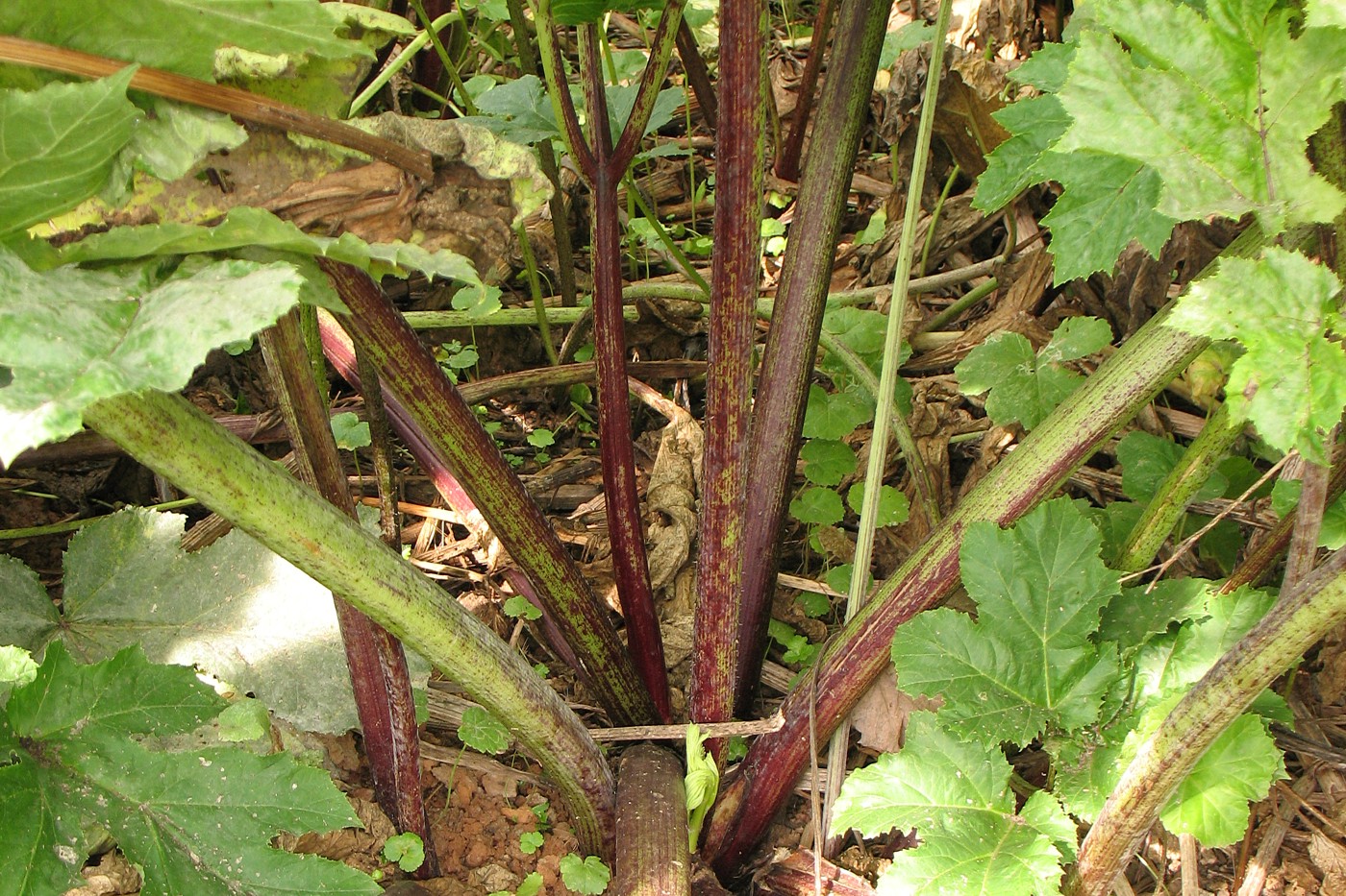 Image of Heracleum sosnowskyi specimen.