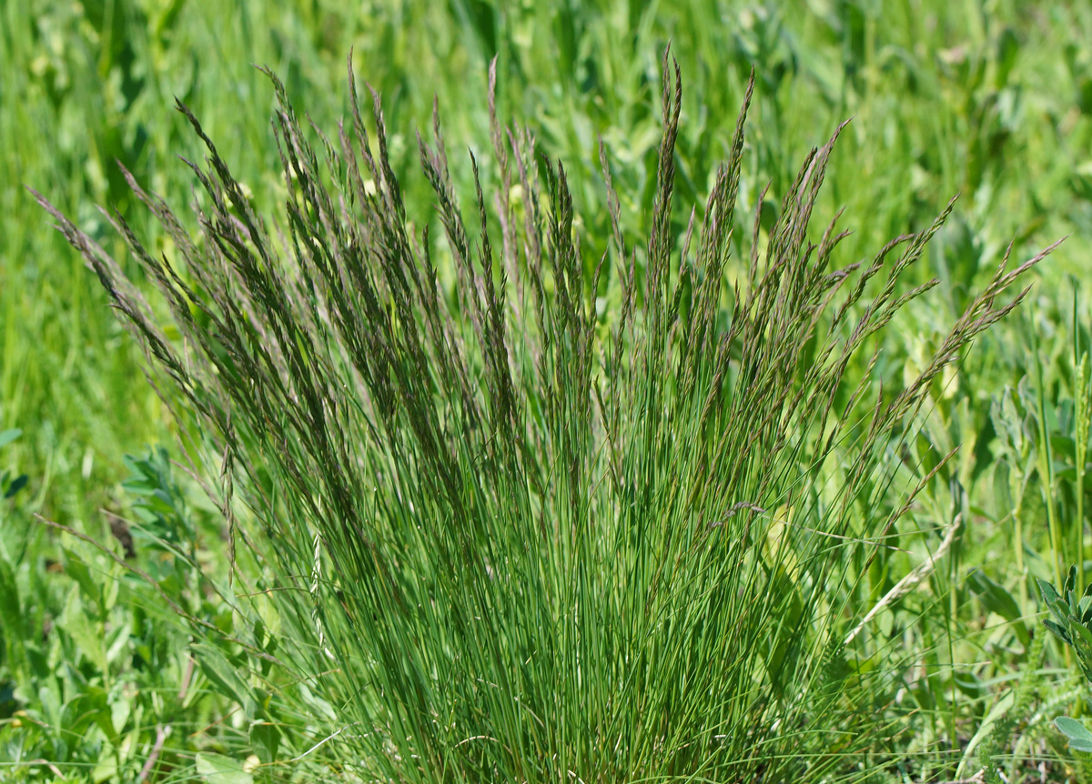 Image of Festuca valesiaca specimen.