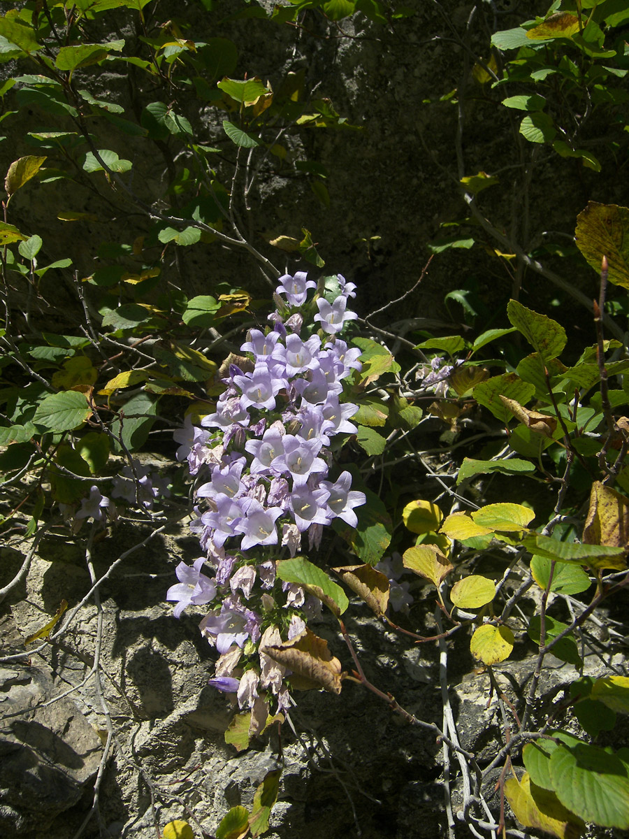 Image of Campanula mirabilis specimen.