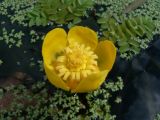 Nuphar japonica