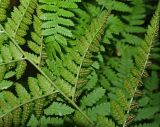 Dryopteris carthusiana. Нижняя поверхность вайи со зрелыми сорусами. Московская обл., Раменский р-н, окр. пос. Ильинский, Ильинский лес, в ельнике-черничнике. 29.07.2018.