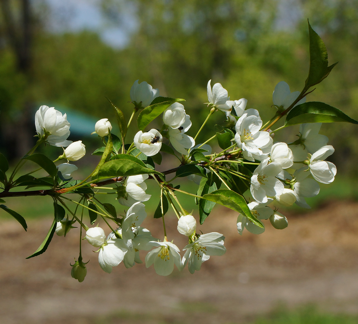 Изображение особи Malus prunifolia.