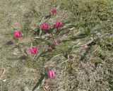 Tulipa humilis. Цветущие растения. Тверская обл., г. Тверь, городской сад, газон, в культуре. 17 апреля 2019 г.