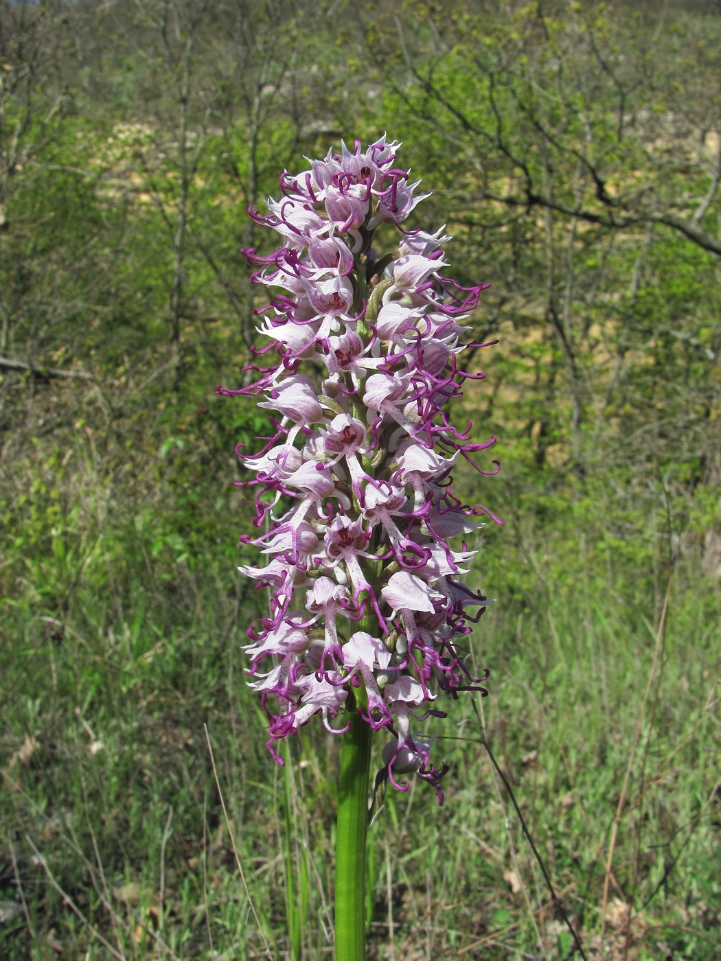 Image of Orchis simia specimen.