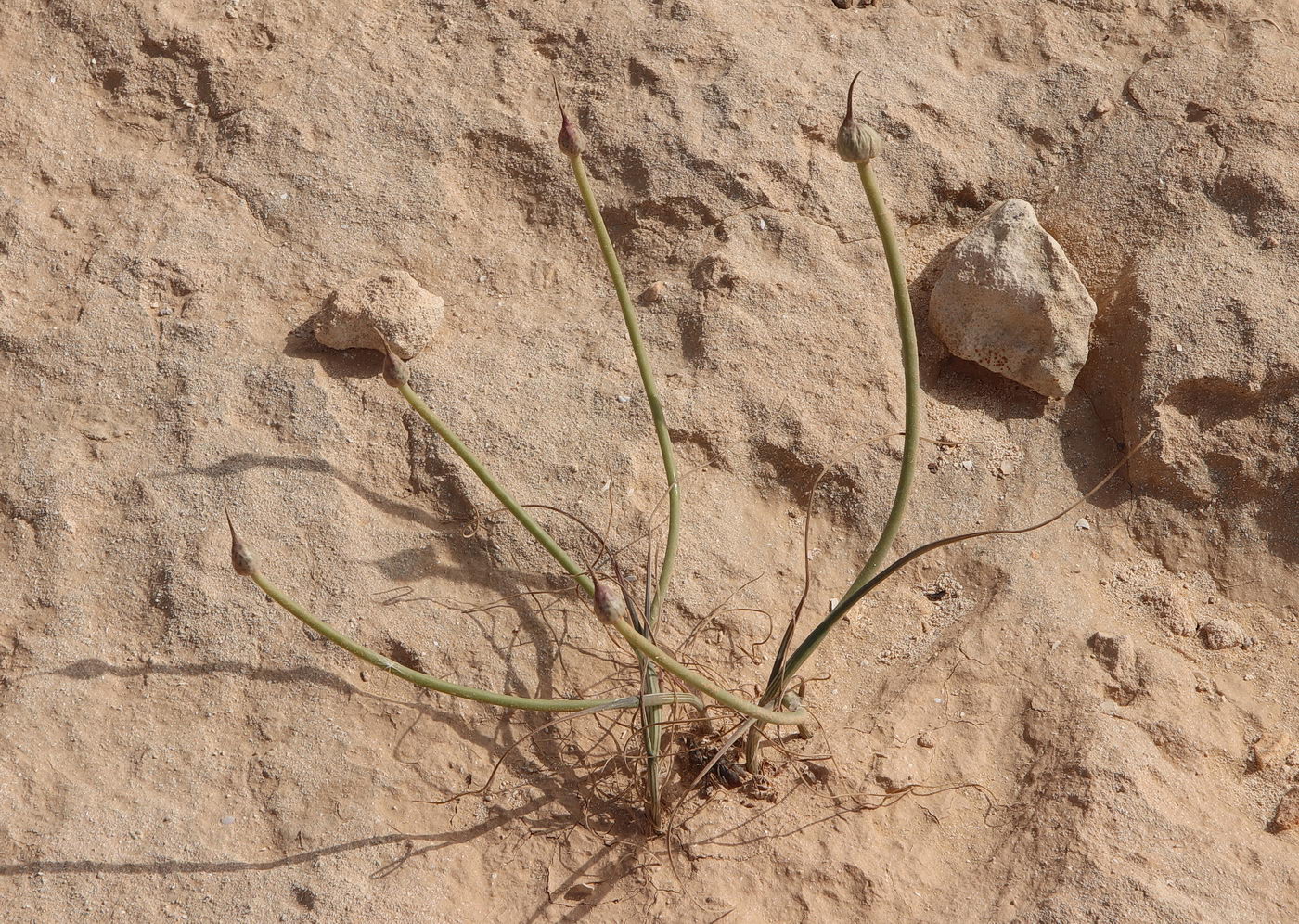 Image of Allium mareoticum specimen.