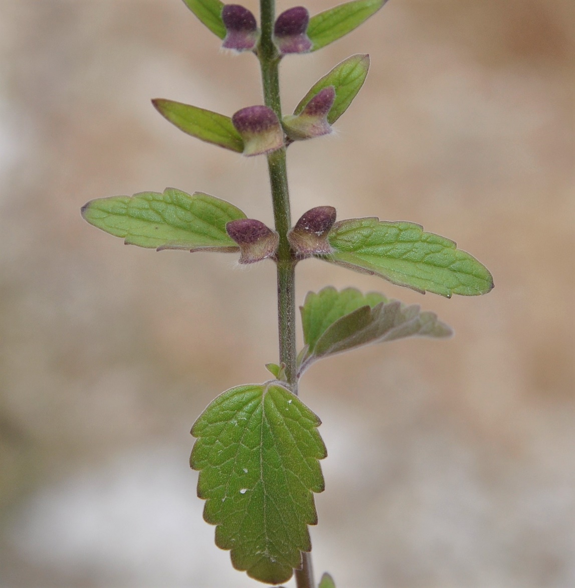 Image of Scutellaria cypria ssp. elatior specimen.