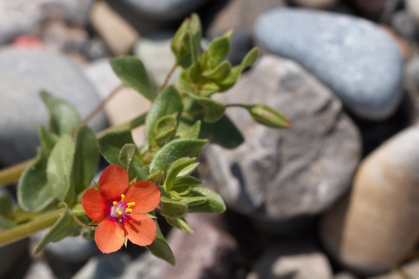 Изображение особи Anagallis arvensis.