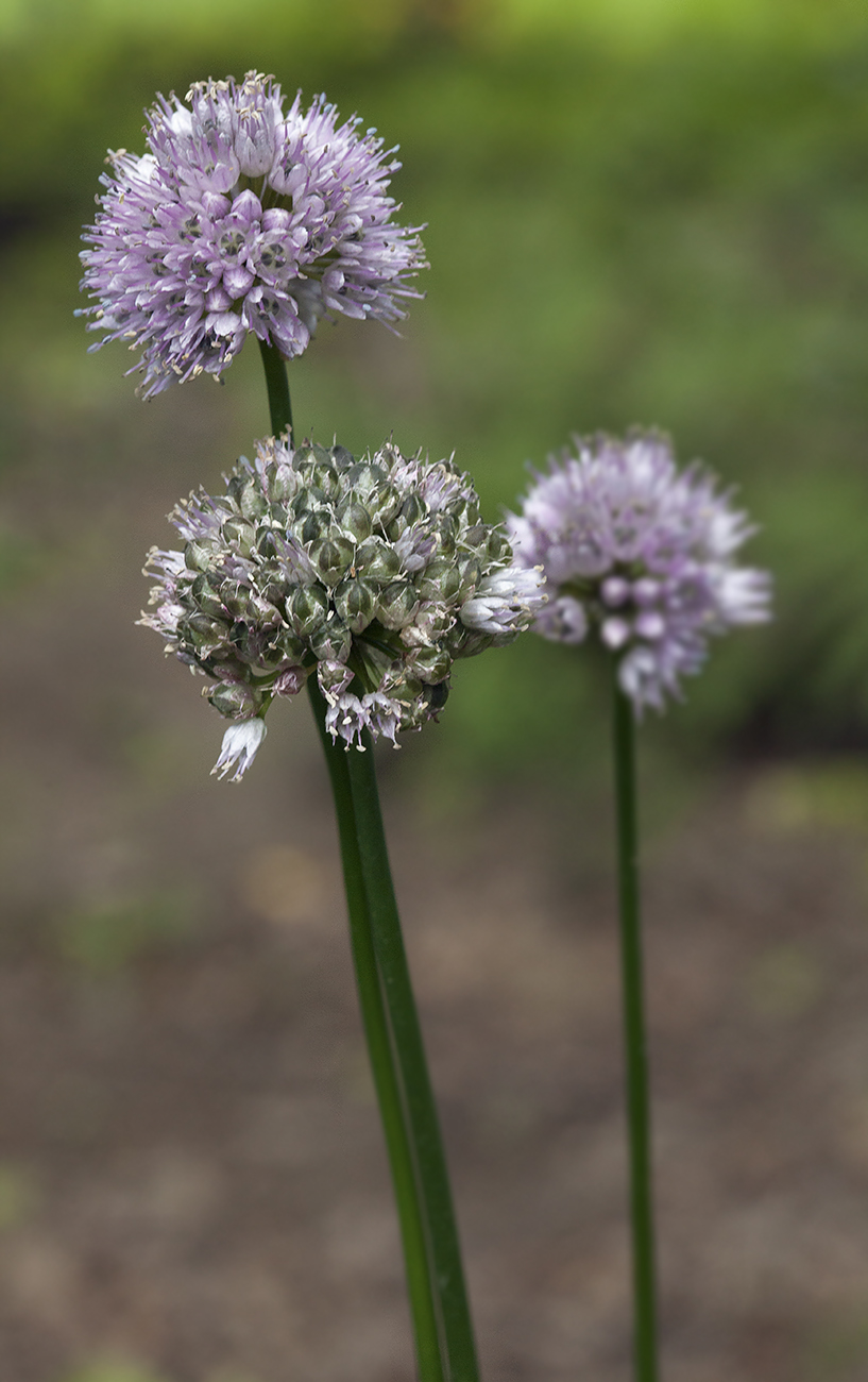 Изображение особи Allium strictum.