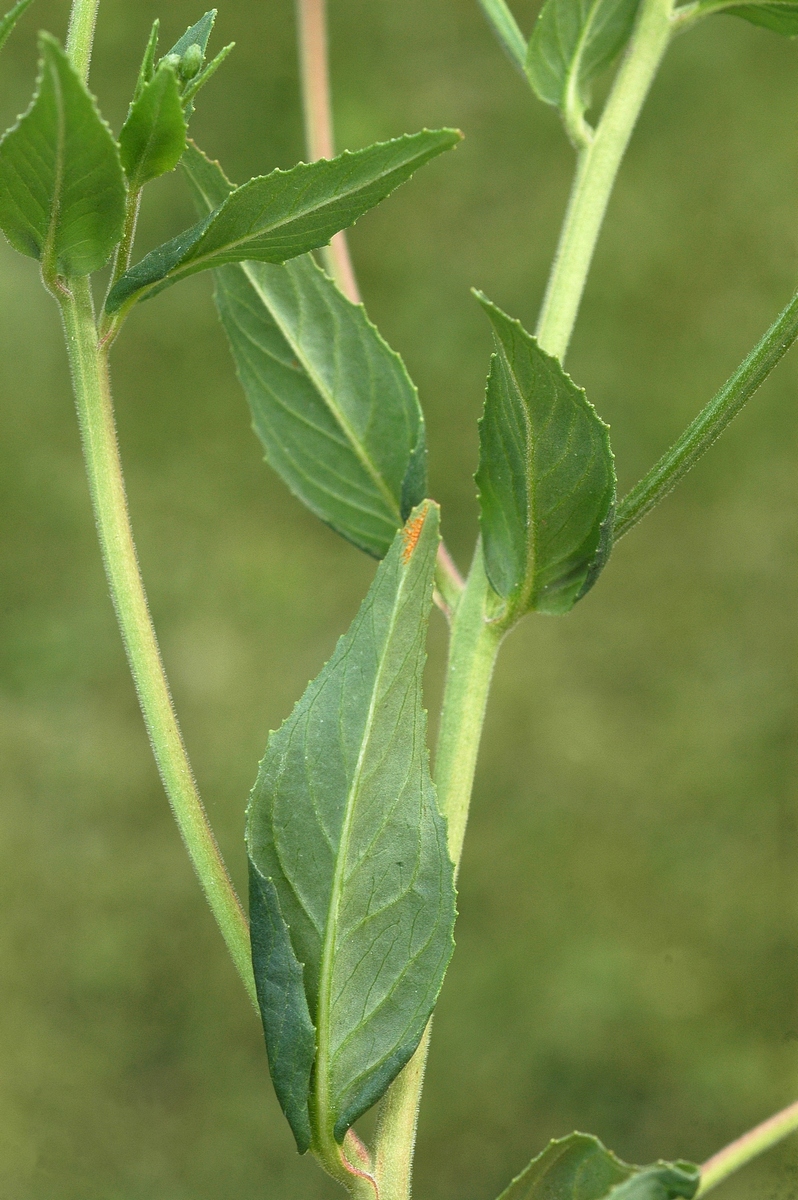 Image of genus Epilobium specimen.