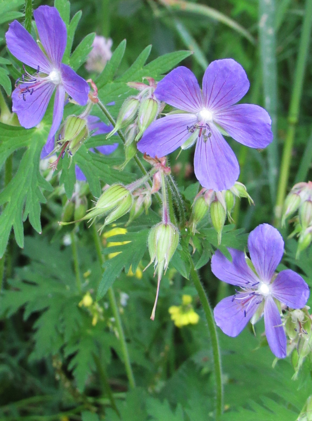 Image of Geranium pratense specimen.