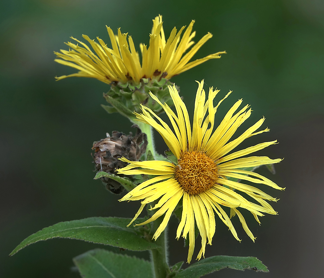 Изображение особи Inula helenium.