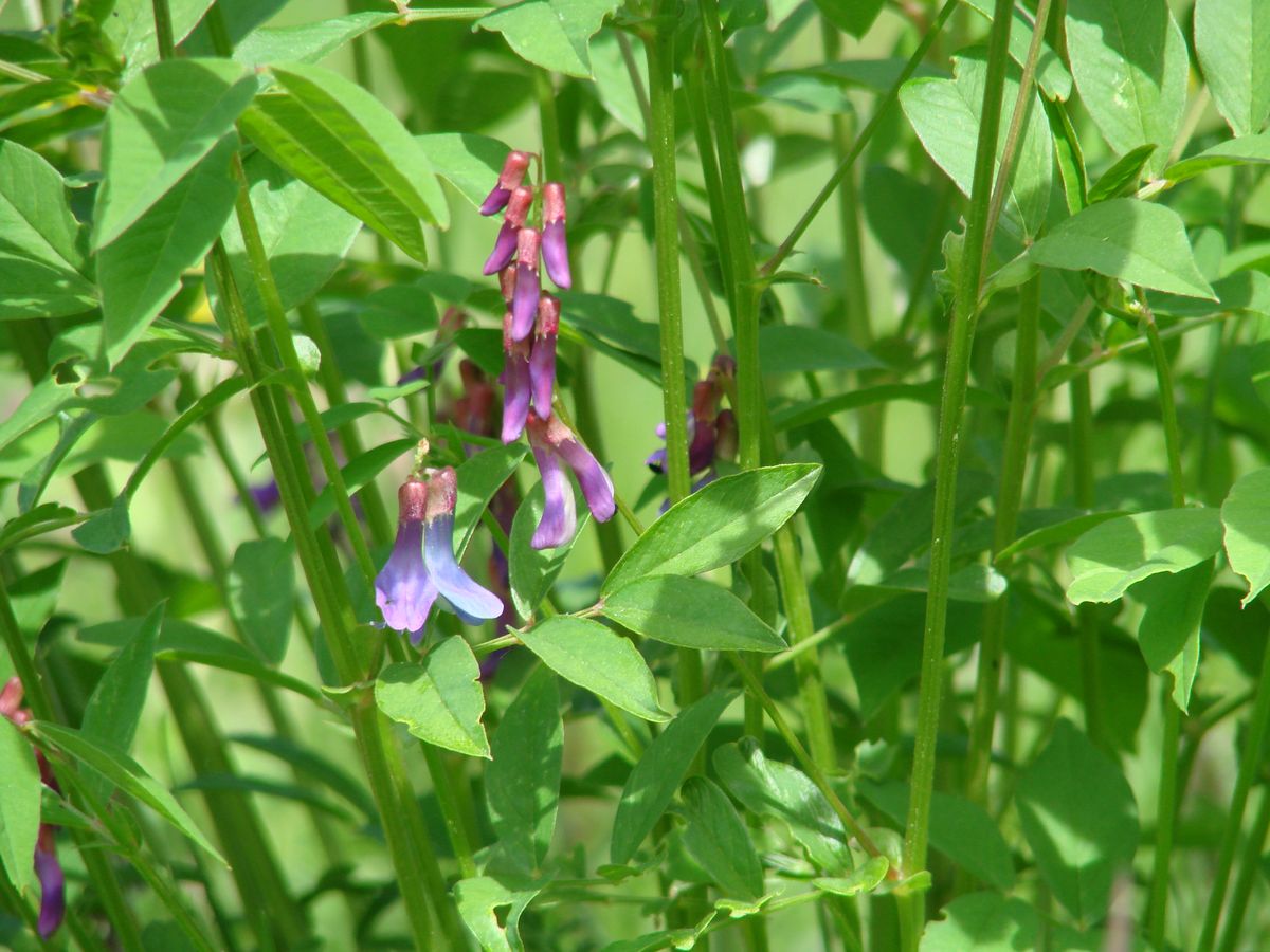 Image of Vicia baicalensis specimen.