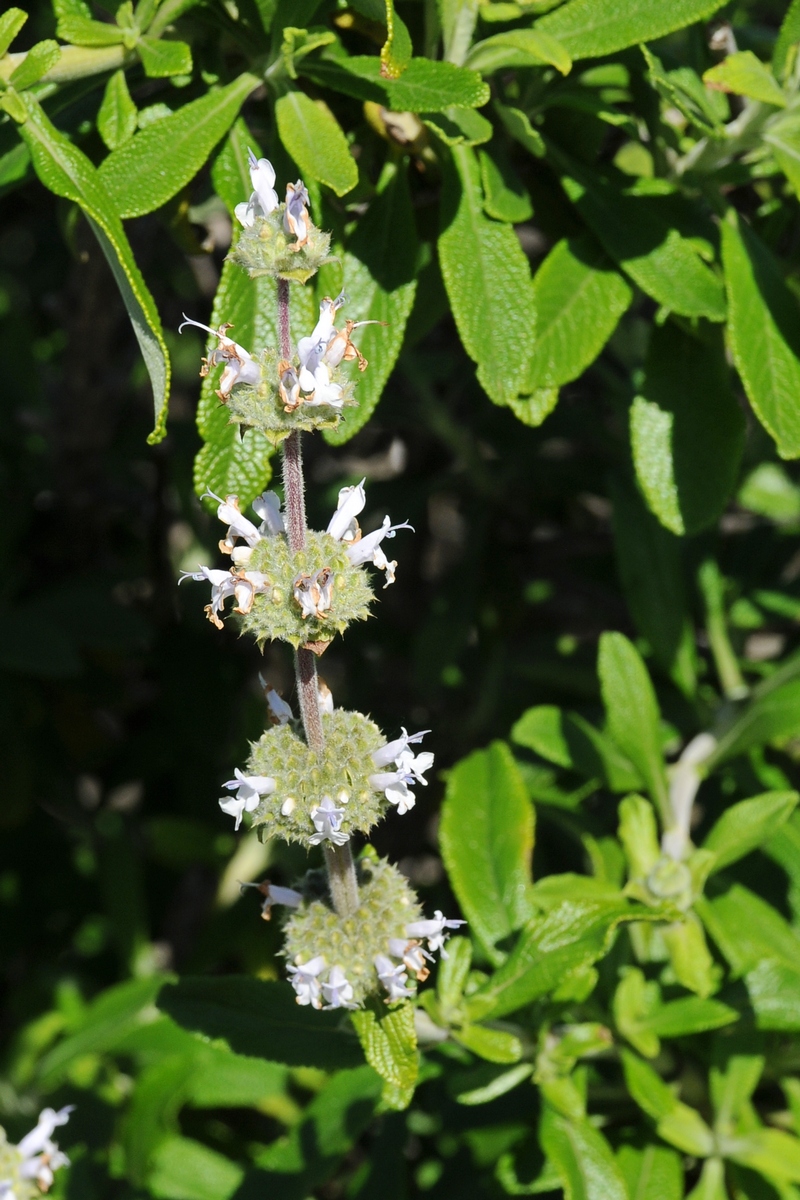 Image of Salvia mellifera specimen.