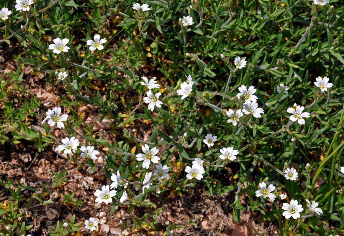 Image of Cerastium arvense specimen.