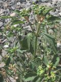 Euphorbia davidii. Плодоносящее растение. Крым, Севастополь, ж.-д. ст. Инкерман-2. 11 августа 2010 г.