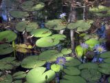 Nymphaea violacea