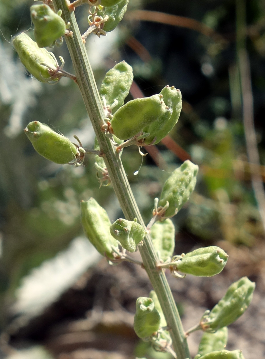 Изображение особи Reseda lutea.